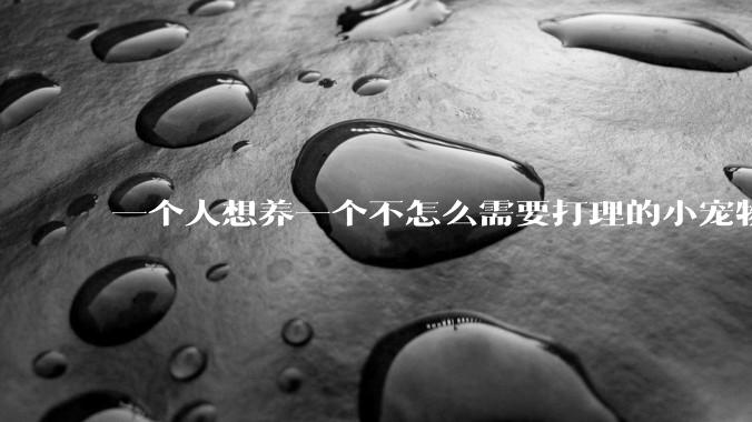 一个人想养一个不怎么需要打理的小宠物，有什么推荐的？